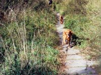 Bayley und Brady auf Erkundungstour in der Natur