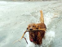 Golden Retriever sind Apportierhunde und lieben Wasser